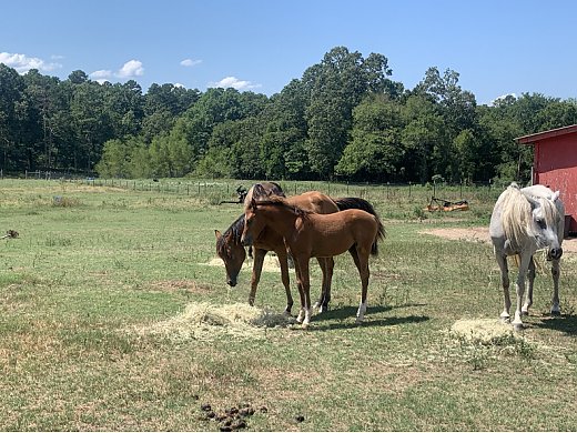 Arabian Filly