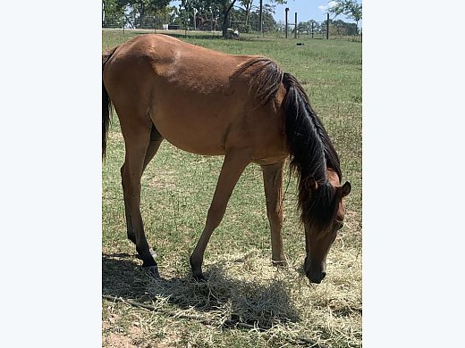 Arabian Mare & Filly