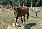 Arabian - Horse for Sale in Pearcy, AR 71964