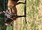 Pony - Gelding in Denmark, TN Pony - Gelding in Denmark, TN