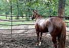 Quarter Horse - Horse for Sale in , NC 27523