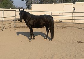 Morgan (Morgan, Mare) in Los Angeles, CA