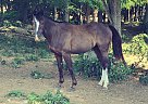 Quarter Pony - Horse for Sale in Lebanon, PA 17042