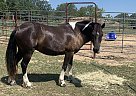 Gypsy Vanner - Horse for Sale in Pearcy, AR 71964