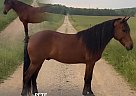 Kentucky Mountain - Horse for Sale in DEPAUW, IN 37091