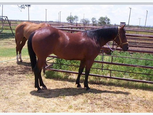 Looking for Loving Home