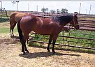 Quarter Horse - Horse for Sale in Marion, TX 78124
