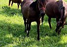 Quarter Horse - Horse for Sale in , NC 27312
