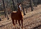 Quarter Horse - Horse for Sale in , NC 27523