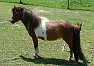 Miniature - Horse for Sale in Dundee, NY 14837 Miniature - Horse for Sale in Dundee, NY 14837