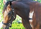 - Gelding in Leroy, NY - Gelding in Leroy, NY