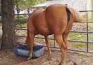 Quarter Horse - Horse for Sale in Gueydan, LA 70542 Quarter Horse - Horse for Sale in Gueydan, LA 70542