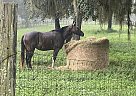 Quarter Horse - Horse for Sale in Daytona Beach, FL 32114