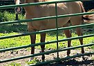 Quarter Horse - Horse for Sale in Martinsdale, MT 59053 Quarter Horse - Horse for Sale in Martinsdale, MT 59053