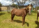 Red Roan Appaloosa Appaloosa Mare