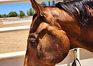 Quarter Horse - Horse for Sale in Santa Clarita, CA 91390
