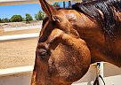 Quarter Horse - Horse for Sale in Santa Clarita, CA 91390 Quarter Horse - Horse for Sale in Santa Clarita, CA 91390