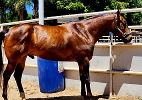 Roman (Quarter Horse, Gelding) in Santa Clarita, CA