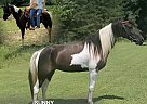 Spotted Saddle - Horse for Sale in , KY 40742