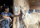 Palomino - Horse for Sale in Manteno, IL 60950