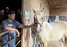 Palomino - Horse for Sale in Manteno, IL 60950 Palomino - Horse for Sale in Manteno, IL 60950