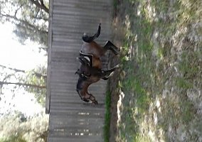 Arabian (Arabian, Stallion) in Keystone Heights, FL