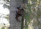 Arabian - Horse for Sale in Keystone Heights, FL 32666 Arabian - Horse for Sale in Keystone Heights, FL 32666