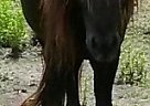 Beauty - Rides & Drives - Great ... Miniature Stallion