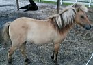Two Sweet - Rides & Drives - Gre... Pony Mare