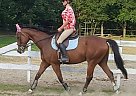Spectacular OTTB For Lease Thoroughbred Gelding