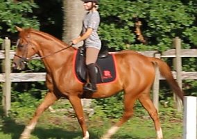 Talented, Athletic Mare Hanoverian Mare