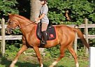 Talented, Athletic Mare Hanoverian Mare