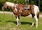 Paint - Horse for Sale in Walkerton, IN 46574