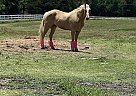 Quarter Horse - Horse for Sale in Heath, TX 75032