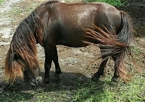 Beauty (Miniature Horse, Stallion) in Loxahatchee, FL