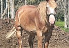 Belgian Draft - Horse for Sale in Sebeka, MN 56477 Belgian Draft - Horse for Sale in Sebeka, MN 56477