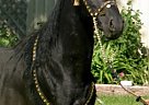 Arabian - Horse for Sale in , NM 87043