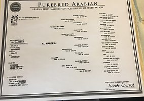 Arabian (Arabian, Gelding) in NM