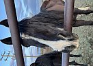 Arabian - Horse for Sale in SAN Ysidro, NM 87053