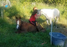 Blessing (Arabian, Mare) in Warner Robins, GA