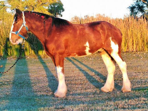 how much does it cost to buy a clydesdale horse