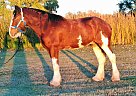 Big Mac - Gelding in Tucson, AZ Big Mac - Gelding in Tucson, AZ