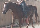 Texas Red - Gelding in Guelph, ON Texas Red - Gelding in Guelph, ON