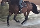 Scooby - Gelding in Guelph, ON Scooby - Gelding in Guelph, ON
