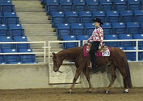 Quarter Horse (Quarter Horse, Stallion) in Mayfield, KY