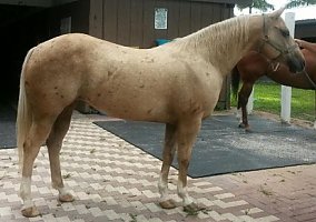 Galaxy (Palomino, Stallion) in Loxahatchee, FL