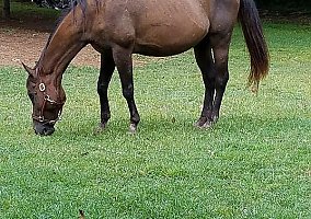 Gentle Giant Bo