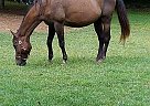 Thoroughbred Gelding for Sale in Paragon, Indiana Thoroughbred Gelding for Sale in Paragon, Indiana