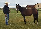 Quarter Horse - Horse for Sale in Monte Vista, CO 81144