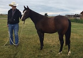 Horse (Quarter Horse, Mare) in Monte Vista, CO